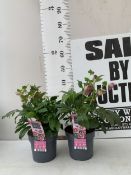 TWO HELLEBORES 'HELLO PINK' IN FLOWER IN 2 LTR POTS. APPROX 40-50CM TALL, TO BE SOLD FOR THE TWO