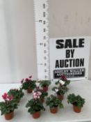 TEN MIXED COLOUR MINI CYCLAMEN IN P9CM POTS. APPROX 20-30CM IN HEIGHT. TO BE SOLD FOR THE TEN