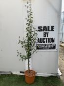 ONE PEAR PYRUS 'DOYENNE DU COMICE' TREE IN A 11.5 LTR POT. APPROX 180CM IN HEIGHT, PRODUCES PALE