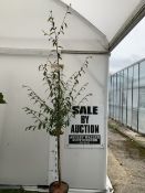 ONE COTONEASTER FRIGIDUS 'CORNUBIA' IN A 12 LTR POT. APPROX 3 METRES TALL, THIS COTONEASTER IS SEMI-
