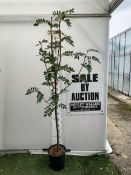 ONE ROWAN SORBUS PSEUDOHUPEHENSIS 'PINK PAGODA' FROM IN A 12 LTR POT. APPROX 2.2 METRES TALL, THIS