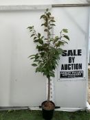 ONE JAPANESE FLOWERING CHERRY PRUNUS 'BENI-YUTAKA' IN A 12 LTR POT. APROX 210CM TALL, THIS UPRIGHT