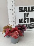 THREE VARIETIES OF HEUCHERA - ONE MARMALADE, ONE FOREVER RED AND ONE SEASONS KING. ALL IN 2 LTR