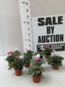 TEN MIXED COLOUR MINI CYCLAMEN IN P9CM POTS. APPROX 20-30CM IN HEIGHT. TO BE SOLD FOR THE TEN