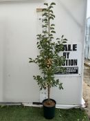 ONE CRAB APPLE MALUS 'JELLY KING' OVER 2 METRES TALL IN A 12 LTR POT. FULL OF LARGE ORANGE FRUIT,