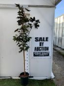 ONE ACER PLATANOIDES 'CRIMSON KING' PURPLE MAPLE IN A 12 LTR POT. APPROX 2.2M TALL, THIS ACER HAS
