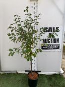 ONE DAMSON 'MERRYWEATHER' APPROX 180CM TALL, IN A 1 2 LTR POT. THIS DAMSON HAS UNUSUALLY LARGE