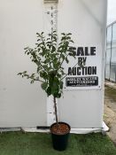 ONE GREENGAGE TREE 'CAMBRIDGE' APPROX 160CM IN HEIGHT IN A 12 LTR POT. GOOD CROPPER AND SELF