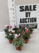 TEN MIXED COLOUR MINI CYCLAMEN IN P9CM POTS. APPROX 20-30CM IN HEIGHT. TO BE SOLD FOR THE TEN
