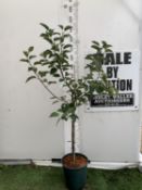 ONE COOKING APPLE BRAMLEY 20 MALUS TREE. APPROX 170CM TALL IN A 12 LTR POT. COMPACT VERSION OF