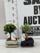 TWO INDOOR BONSAI TREES - ONE BUXUS BOX TREE AND ONE FIG FICUS TREE WITH CERAMIC POT AND DRIP