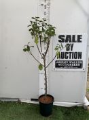 ONE GREENGAGE TREE 'CAMBRIDGE' APPROX 170CM IN HEIGHT IN A 12 LTR POT. GOOD CROPPER AND SELF