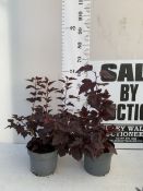 TWO PHYSOCARPUS OPULIF 'LADY IN RED' IN 4 LTR POTS. APPROX 60-70CM TALL. TO BE SOLD FOR THE TWO