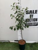 ONE PLUM PRUNUS FRUIT TREE 'VICTORIA'. APPROX 160CM IN HEIGHT IN A 12 LTR POT. OVAL BRIGHT RED FRUIT