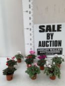TEN MIXED COLOUR MINI CYCLAMEN IN P9CM POTS. APPROX 20-30CM IN HEIGHT. TO BE SOLD FOR THE TEN