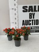 THREE SKIMMIA JAPONICA CLEOPATRA COVERED WITH BERRIES IN P10.5CM POTS. TO BE SOLD FOR THE THREE