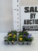 TWENTY FOUR MIXED COLOUR F1 WINTER PANSIES ON FOUR TRAYS. TO BE SOLD FOR THE TWENTY FOUR