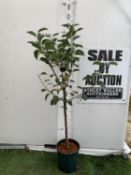 ONE COOKING APPLE BRAMLEY 20 MALUS TREE. APPROX 160CM TALL IN A 12 LTR POT. COMPACT VERSION OF