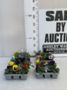 TWENTY FOUR MIXED COLOUR F1 WINTER PANSIES ON FOUR TRAYS. TO BE SOLD FOR THE TWENTY FOUR