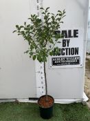 ONE GREENGAGE TREE 'OLD GREENGAGE' APPROX 170CM IN HEIGHT IN A 12 LTR POT. SELECTED BY RHS FOR ITS