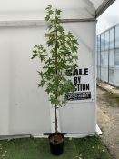 ONE STUNNING LIQUIDAMBAR STYRACIFLUA SWEET GUM TREE 'WORPLESDON' IN A 12 LTR POT. THIS HANDSOME TREE