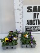 TWENTY FOUR MIXED COLOUR F1 WINTER PANSIES ON FOUR TRAYS. TO BE SOLD FOR THE TWENTY FOUR