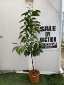 ONE CHERRY PRUNUS 'STELLA' TREE APPROX 160CM TALL. IN A 11.5 LTR POT, STELLA PRODUCES LARGE DARK RED