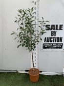 ONE APPLE MALUS COX FRUIT TREE. SELF FERTILE IN A 11.5 LTR POT APPROX 170CM IN HEIGHT. FRUIT IS