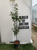ONE PEAR PYRUS CONCORDE TREE IN A 12 LTR POT. APPROX 180CM IN HEIGHT, THIS PEAR HAS PALE FRUITS