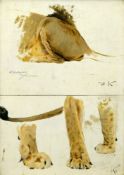 Kuhnert, Wilhelm (1865 Oppeln - 1926