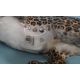 Nymphenburg Westen Germany " Leopard" - Bild 3 aus 3