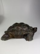 Bronzeskulptur "neugierige  Schildkröte" 