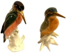 Zwei Eisvögel