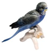 Kanarienvogel