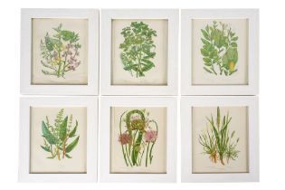 ANNE PRATT (1806 - 1893), A SET OF EIGHTEEN BOTANICAL PRINTS Framed and glazed