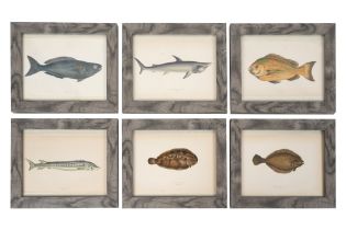 JONATHAN COUCH (1789 - 1870), A SET OF EIGHTEEN HAND COLOURED PLATES OF FISH From A History of the F