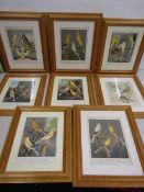 14 framed Cassell's Canaries and Cage Birds coloured plates (8 in pine frames, 6 in clip frames)