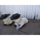 2 Sheep Garden Ornaments (1 with broken ear) - Image 4 of 4