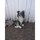 2 Dog Garden Ornaments - Image 3 of 3