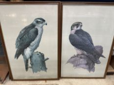 Large Peregrine falcon and Goshawk prints 62x96cm