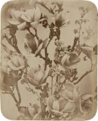 Braun, Adolphe: Magnolia