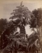Ceylon: Botanical studies
