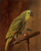 Österreichisch: 19. Jh. Amazonenpapagei mit einer Frucht