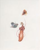 Fairnington, Mark: Rotohramadine (Stagonopleura oculata), Orchidee (Stanhop...