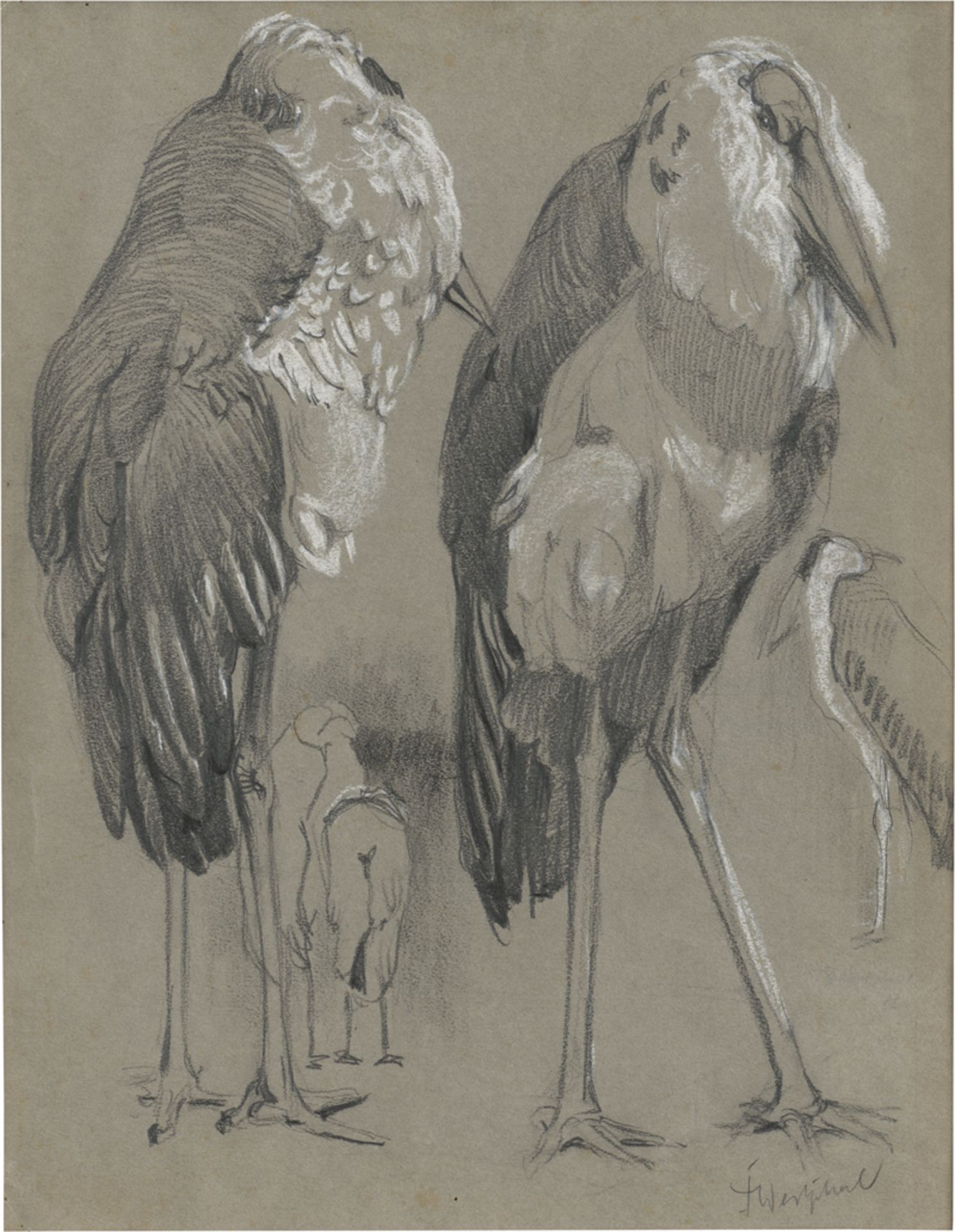 Westphal, Friedrich: Marabus
