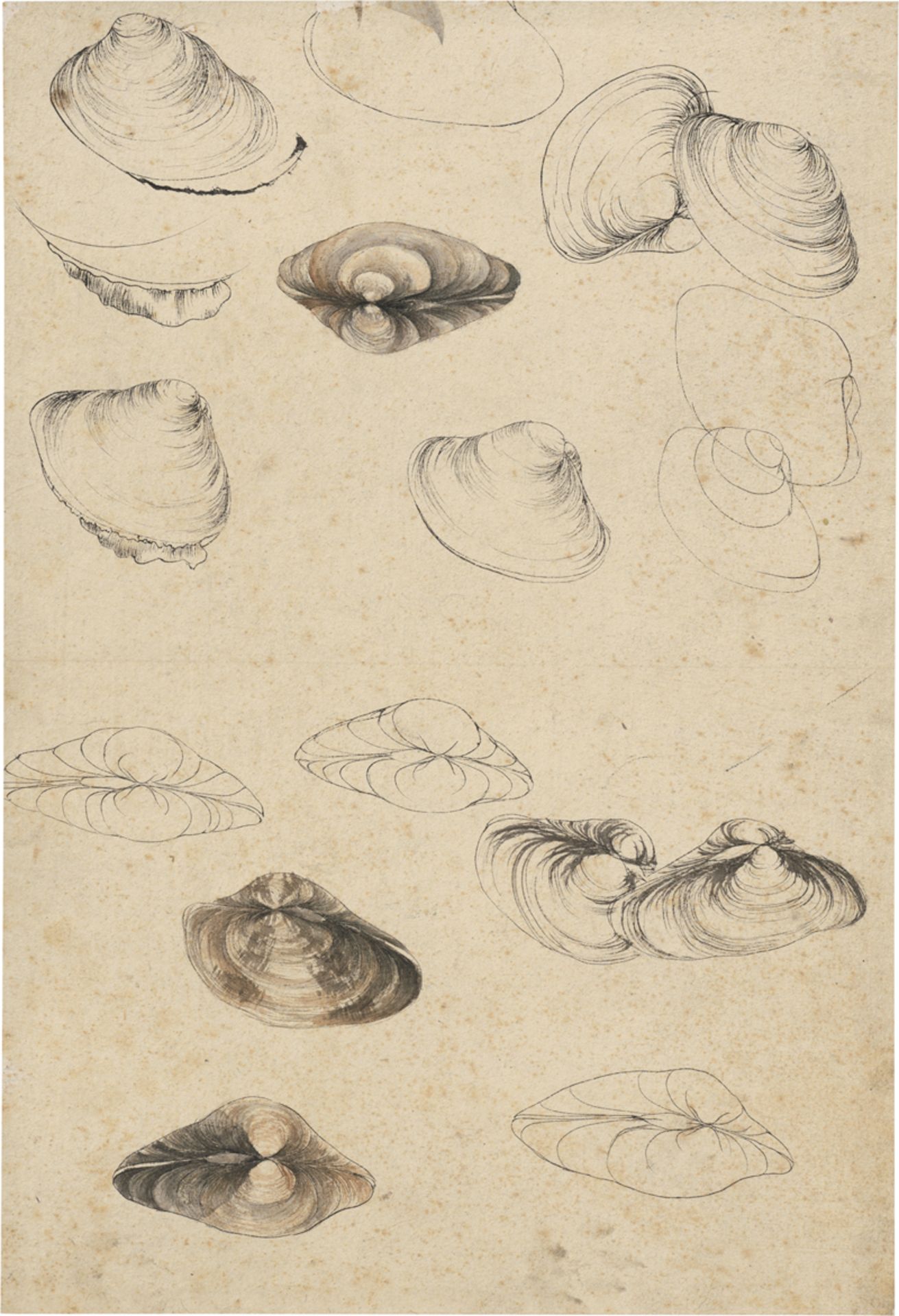Französisch: 19. Jh. Studienblatt mit Venusmuscheln