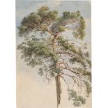 Frommel, Carl Ludwig: Baumstudie