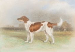 19th Century British School - Study of a red and white setter in profile - Pastel - 17 x 25cm,