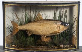 An early 20th century cased taxidermy roach, preserved by J Cooper & Sons, London,