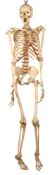 A mid 20th century medical full skeleton, with articulated limbs and joints,